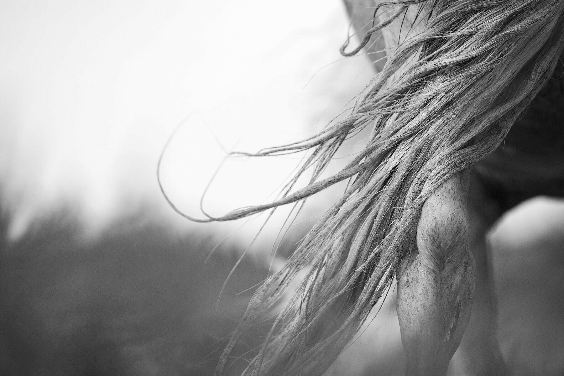 equine_ fine_art_print_Tailwind.