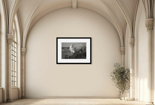 equine_ fine_art_print_At Peace.