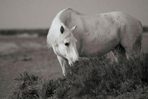 equine_ fine_art_print_At Peace.